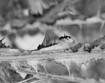 Close-up of plant against blurred background