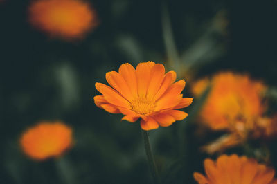 Close-up of orange flower against blurred background