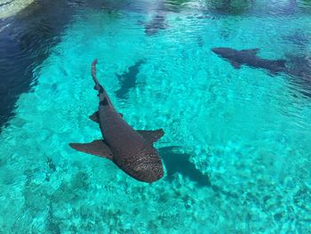 High angle view of fish swimming in sea