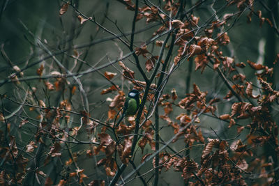 Close-up of flower tree