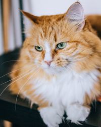 Close-up portrait of cat at home