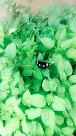 High angle view of ladybug on plant