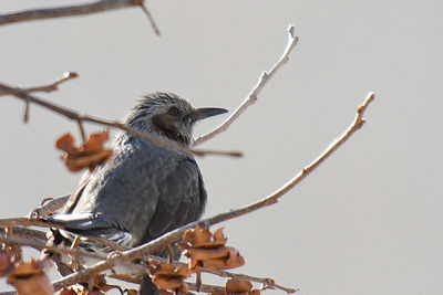 Close-up of bird perching on branch