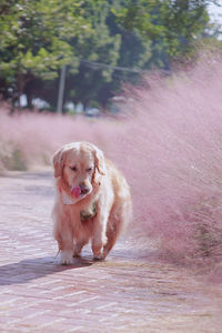 Portrait of a dog on the road