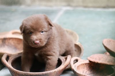 Close-up of puppy standing on old bowls