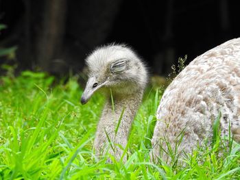 View of a bird on field