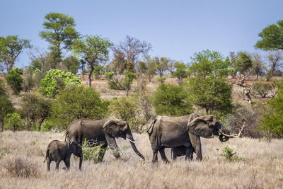 Elephants walking by plants