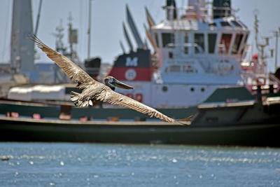 Seagull flying over sea