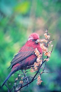 Close-up of bird perching on plant