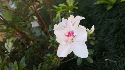 Close-up of pink flower growing on plant