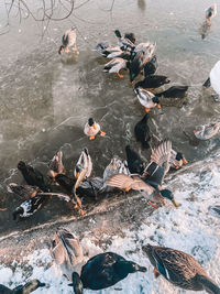 High angle view of birds swimming in lake