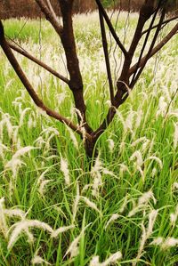 Plants growing on field