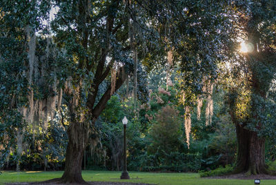 Trees in park