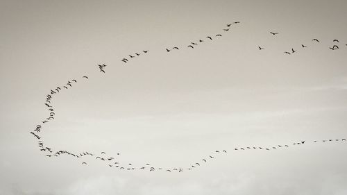 Low angle view of birds flying in sky