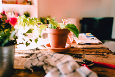 Close-up of potted plant on table