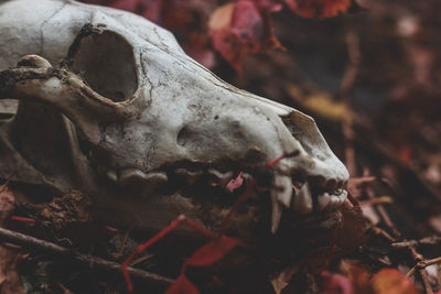 Close-up of animal skull