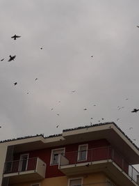 Low angle view of birds flying over building