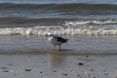 Seagull on beach