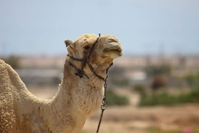 Side view of camel against sky