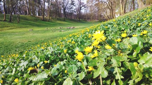 Scenic view of yellow flowering plants on field