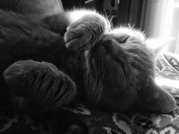 Close-up of dog sleeping on bed