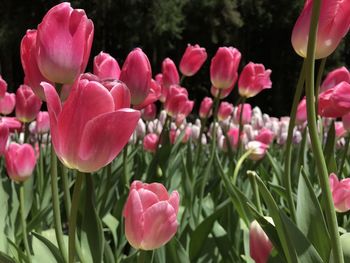 Close-up of pink flowering plants