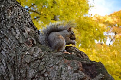 Low angle view of monkey on tree