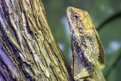 Close-up of a tree trunk