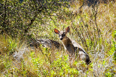 Deer in a forest