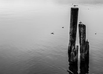 Seagulls perching on wooden post in lake