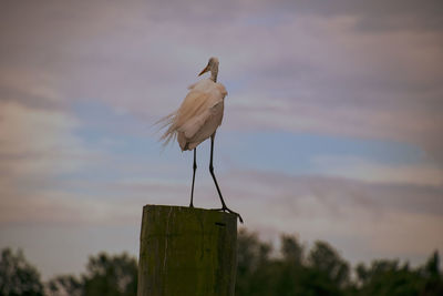 Seagull perching on wooden post against sky