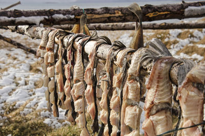 Close-up of fish drying in icelandic winter landscape