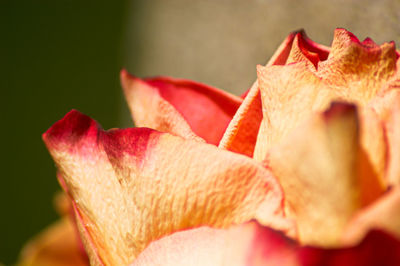 Close-up of red rose flower