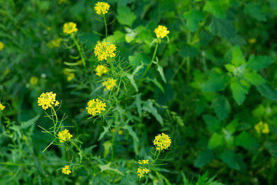 Close-up of yellow flowering plants on field