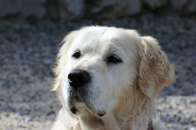 Close-up of dog looking away