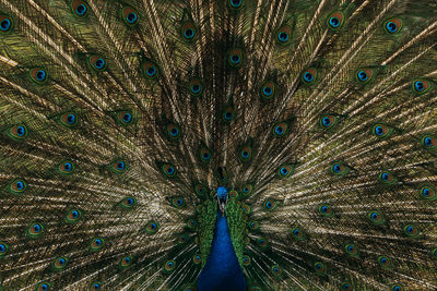 Full frame shot of peacock