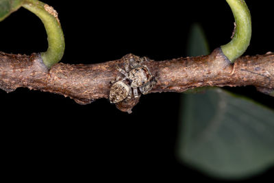 Close-up of rusty leaf against black background