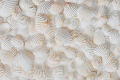 Collection of common white shells from top 