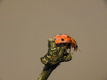 Close-up of ladybug on tree