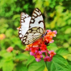 Close-up of butterfly pollinating on flower