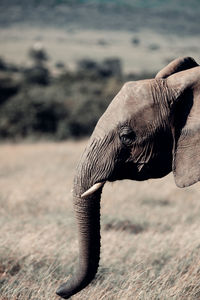 Close-up of elephant on land