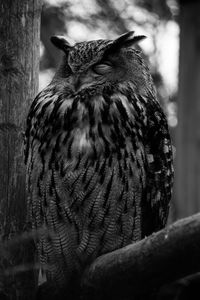 Close-up of owl perching on tree trunk