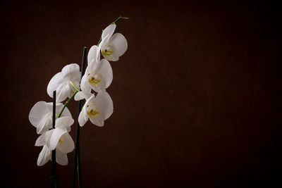 Close-up of white orchids against black background