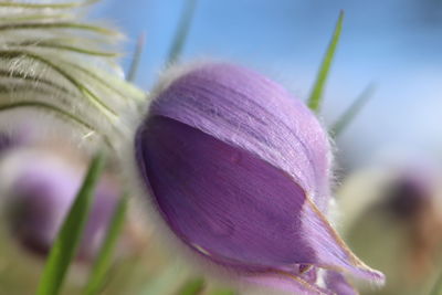 Close-up of purple flower