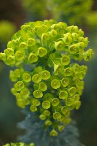 Close-up of yellow flower