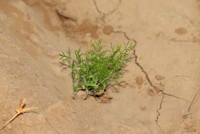 High angle view of plant growing on land