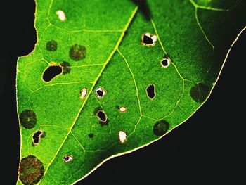 High angle view of leaf over green background