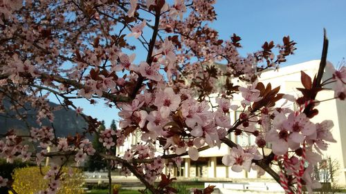 Pink flowers blooming on tree