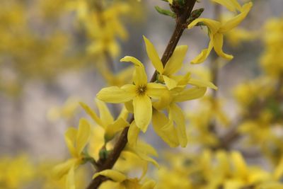 Close-up of yellow flowering plant