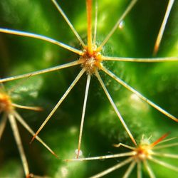 Close-up of succulent plant